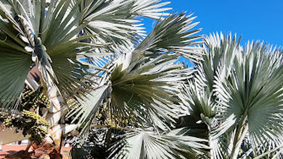 Parque del Estadio Insular