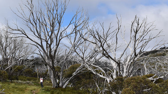 Perisher Valley