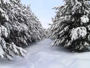 Kuzbasskiy Park
