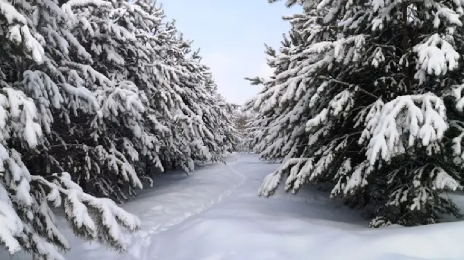 Кузбасский парк