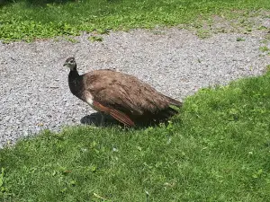 Sandy Pines Wildlife Centre