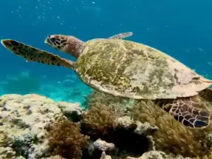 Soul Scuba Divers