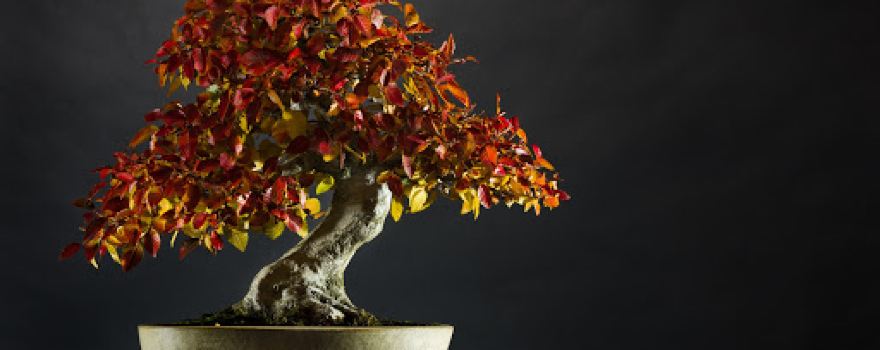 Kensho Bonsai Studio