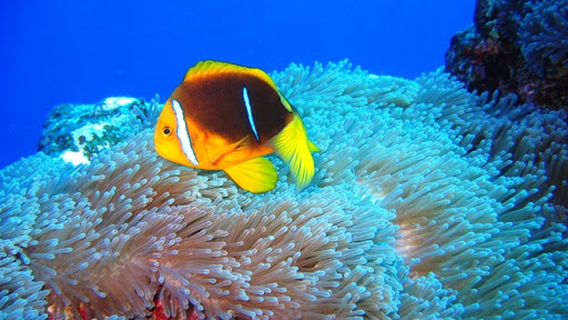 Te Mara Nui