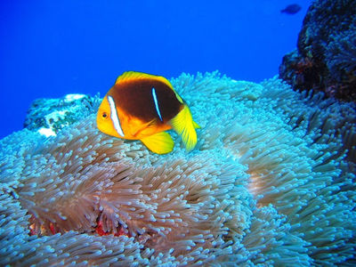 Te Mara Nui