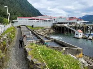 DIPAC Macaulay Salmon Hatchery