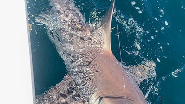 Cinnsational Saltwater Fishing