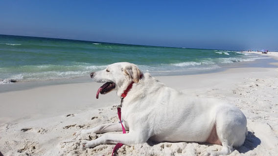 Pensacola Dog Beach West