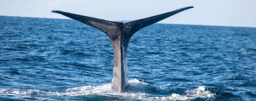 Whale2Sea Andenes - Whale and Bird Watching - former Sea Safari Andenes