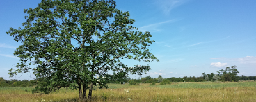 Zwingendorf Nature Reserve