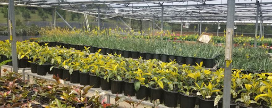 Vivero JB