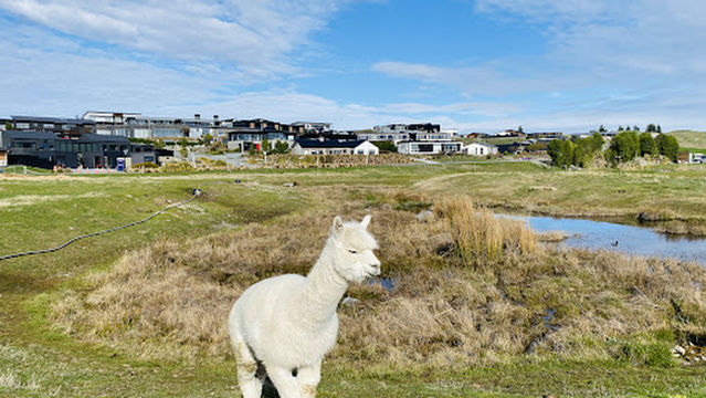 Lake Tekapo Petting Zoo