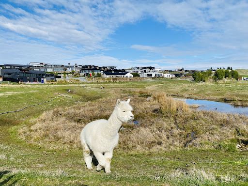Lake Tekapo Petting Zoo