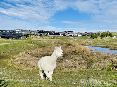 Lake Tekapo Petting Zoo
