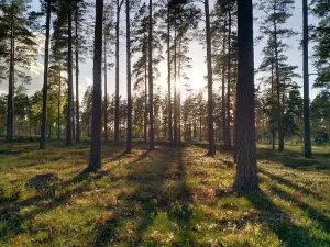 Nybro Golfklubb