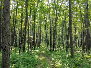 Gallitzin State Forest