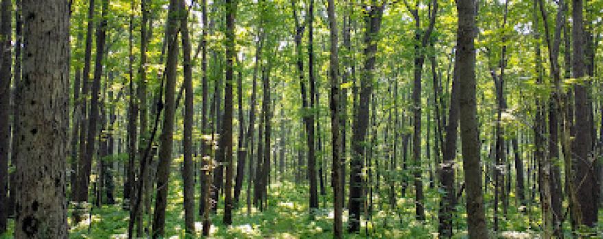 Gallitzin State Forest