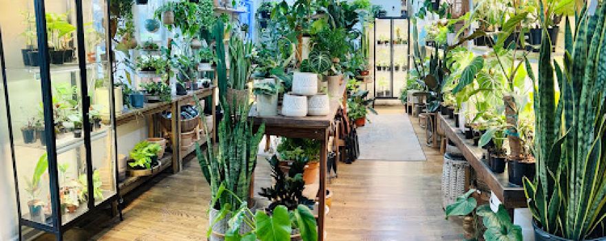 Hidden Seed Plant Shop