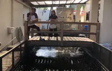 DnA koi Farm