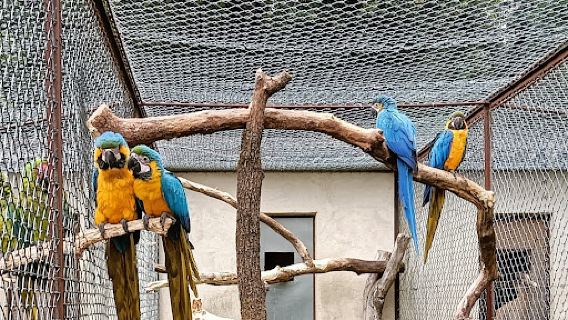 Zoo Upie