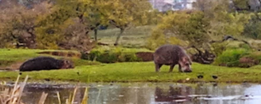 Hippopotamus Watching Point