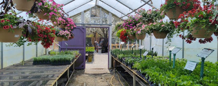 Peckham's Greenhouse