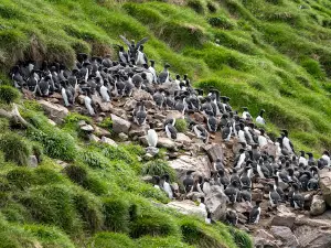 O'Brien's Whale and Bird Tours