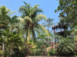 Bodden Tours: Mayan Jungle Canopy Zipline | Victor's Monkey & Sloth Sanctuary