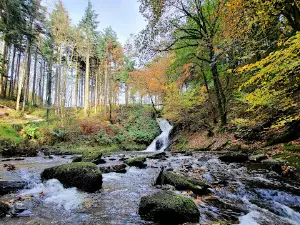 Hafod Estate