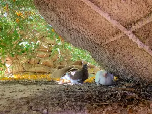 Zoo Des Reptiles Chez Aziz El Ateuf Ghardaia