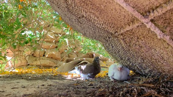 Zoo Des Reptiles Chez Aziz El Ateuf Ghardaia