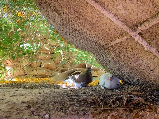 Zoo Des Reptiles Chez Aziz El Ateuf Ghardaia