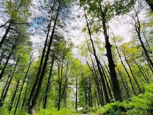 Sharan Forest Resort