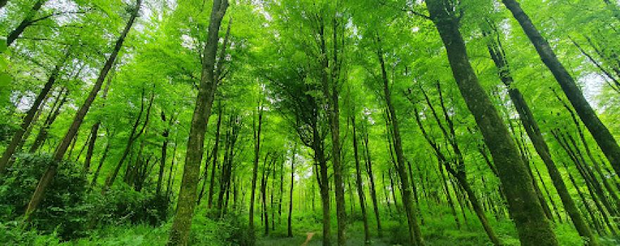 Carrick Woods