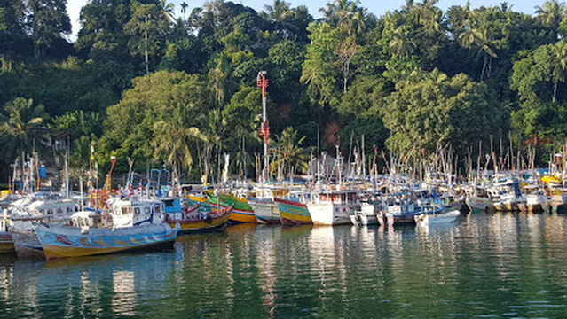 Island breeze Whale watching Mirissa