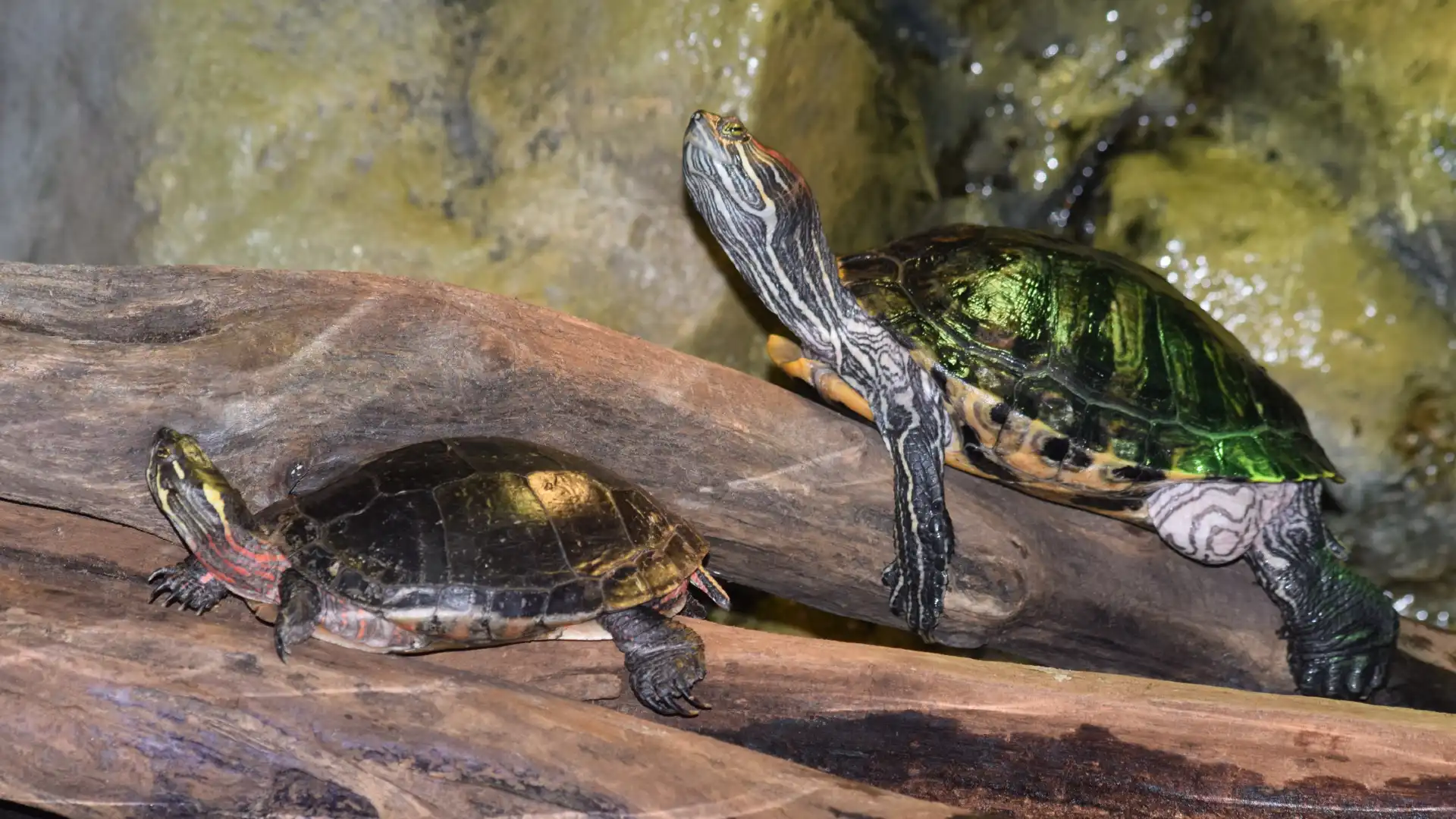 Hotels near Greater Cleveland Aquarium