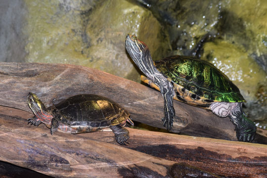 Greater Cleveland Aquarium