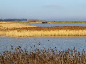 Réserve naturelle de Titchwell Marsh