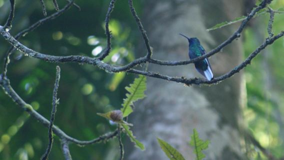 Tobago Main Ridge Forest Reserve