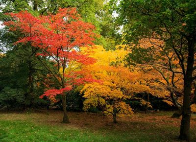 Westonbirt, The National Arboretum