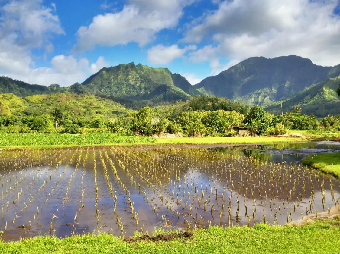 Hotels near Mc Master Slack Key Concerts
