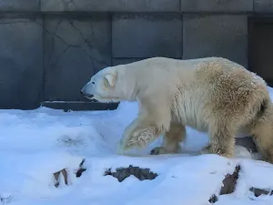 Sapporo City Maruyama Zoo