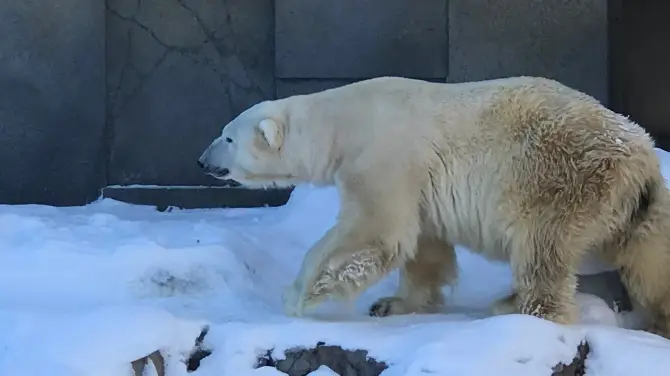 2_札幌市圓山動物園