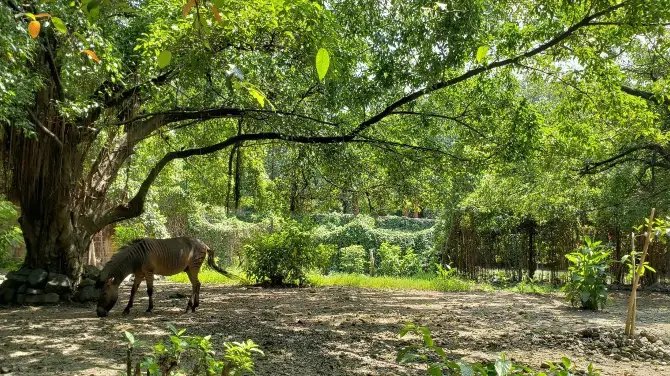 4_馬尼拉動植物園