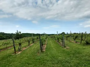 Avondale Sky Winery