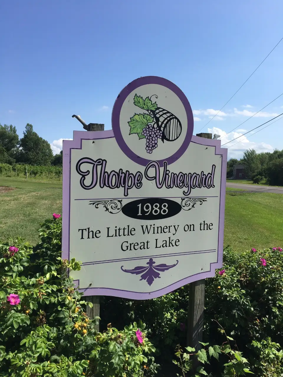 4_Thorpe Vineyard