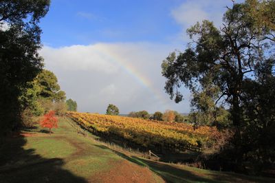 Sunnyhurst Winery