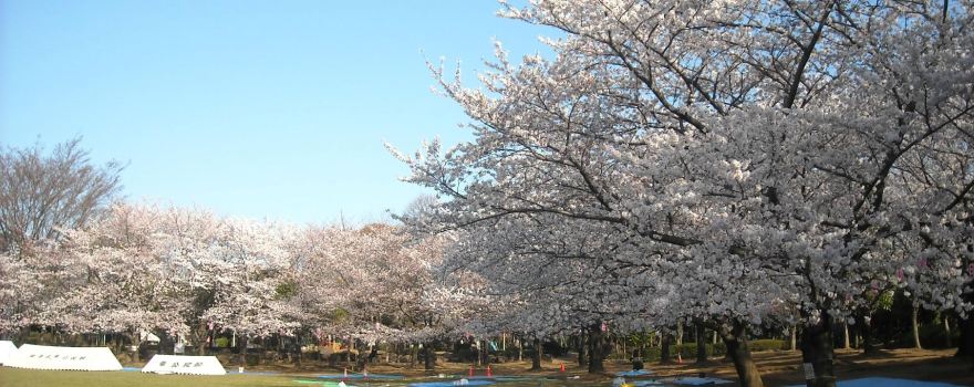 Warabi City Park