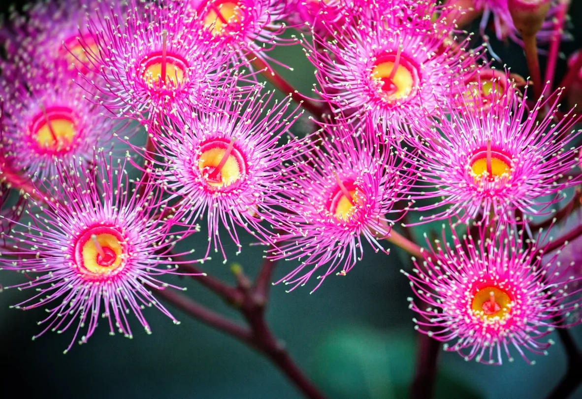 2_Ku-ring-gai Wildflower Garden