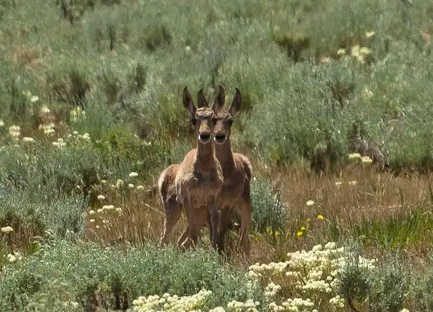 Hotels near Ancient Path of the Pronghorn